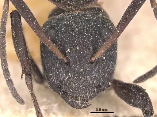 Camponotus puberulus specimen CASENT0905433 image casent0905433_2