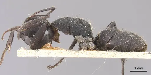 Camponotus puberulus specimen CASENT0905433 image casent0905433_3
