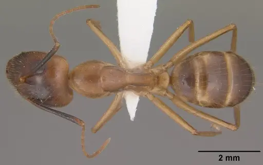 Camponotus pudorosus specimen CASENT0102790 image casent0102790_1
