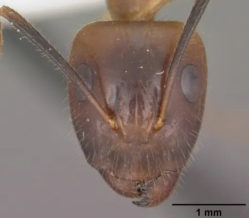 Camponotus pudorosus specimen CASENT0102790 image casent0102790_2