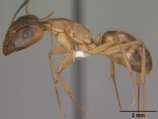 Camponotus pudorosus specimen CASENT0102790 image casent0102790_3