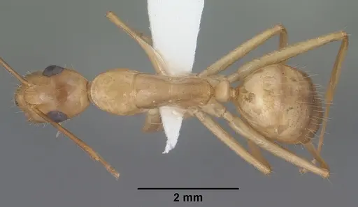 Camponotus pudorosus specimen CASENT0102791 image casent0102791_1
