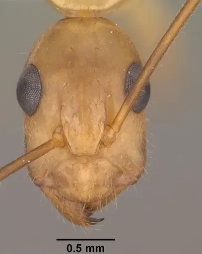 Camponotus pudorosus specimen CASENT0102791 image casent0102791_2