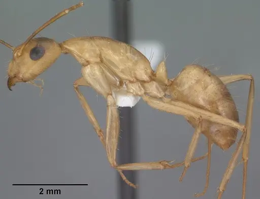 Camponotus pudorosus specimen CASENT0102791 image casent0102791_3