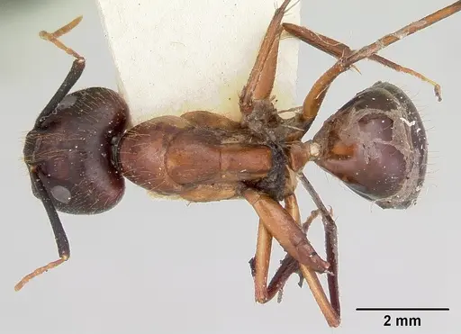 Camponotus pudorosus specimen CASENT0103420 image casent0103420_1