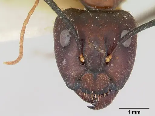 Camponotus pudorosus specimen CASENT0103420 image casent0103420_2