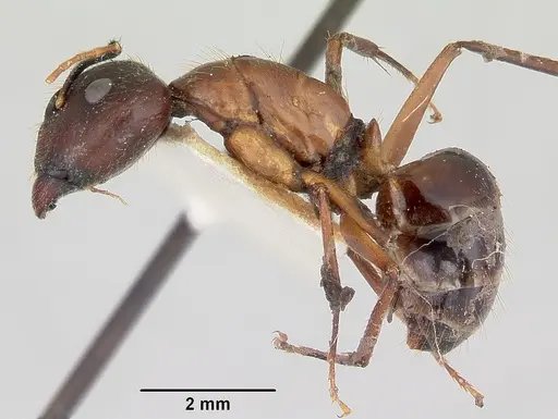 Camponotus pudorosus specimen CASENT0103420 image casent0103420_3