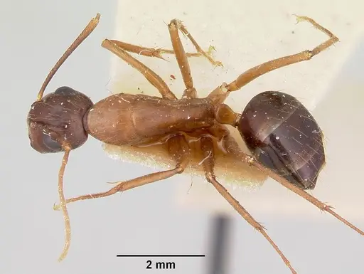 Camponotus pudorosus specimen CASENT0103421 image casent0103421_1