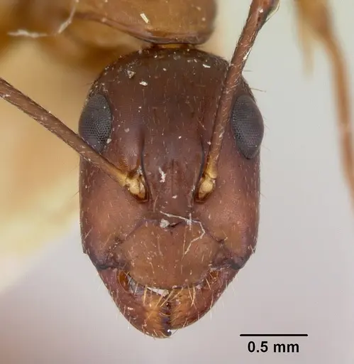 Camponotus pudorosus specimen CASENT0103421 image casent0103421_2