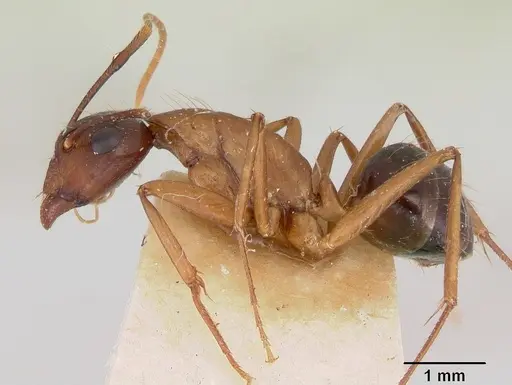 Camponotus pudorosus specimen CASENT0103421 image casent0103421_3
