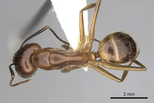 Camponotus pudorosus specimen CASENT0280031 image casent0280031_1