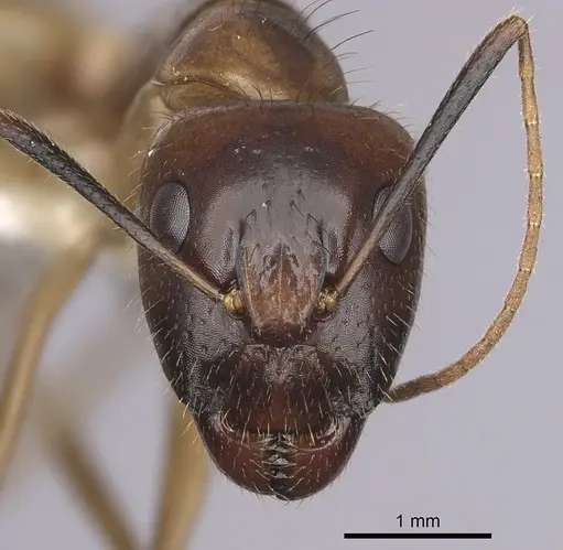 Camponotus pudorosus specimen CASENT0280031 image casent0280031_2