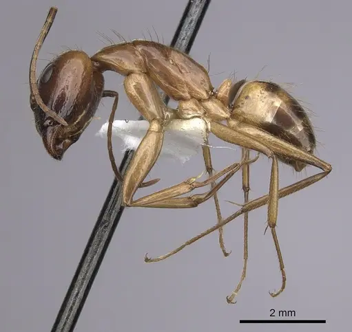 Camponotus pudorosus specimen CASENT0280031 image casent0280031_3