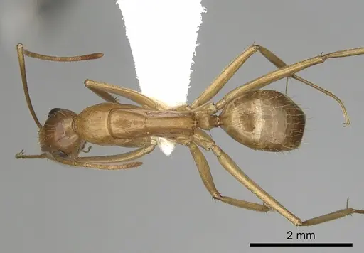 Camponotus pudorosus specimen CASENT0280032 image casent0280032_1