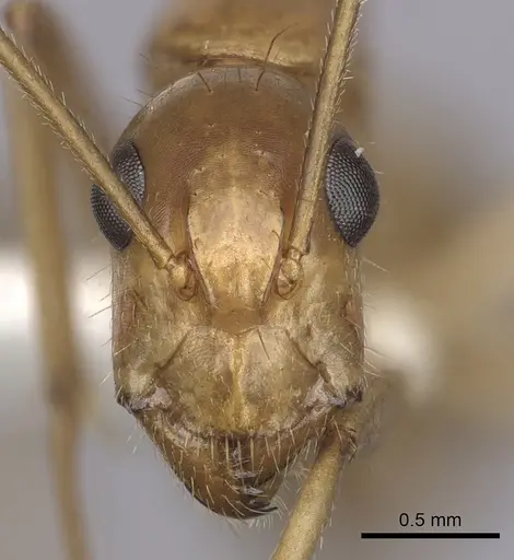 Camponotus pudorosus specimen CASENT0280032 image casent0280032_2