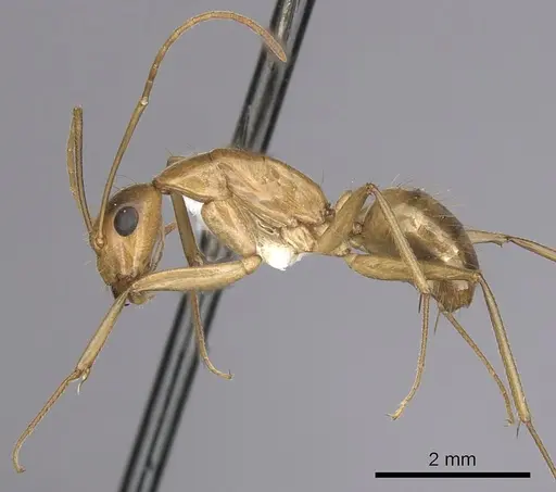 Camponotus pudorosus specimen CASENT0280032 image casent0280032_3