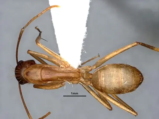 Camponotus pudorosus specimen CASENT0884416 image casent0884416_1