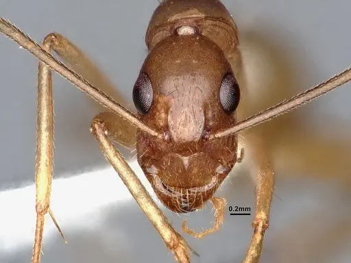 Camponotus pudorosus specimen CASENT0884416 image casent0884416_2
