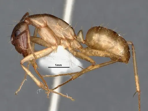 Camponotus pudorosus specimen CASENT0884416 image casent0884416_3