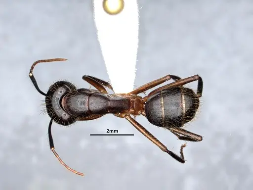 Camponotus pudorosus specimen CASENT0884417 image casent0884417_1