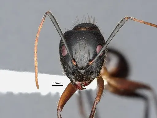 Camponotus pudorosus specimen CASENT0884417 image casent0884417_2