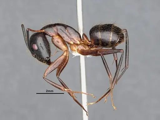 Camponotus pudorosus specimen CASENT0884417 image casent0884417_3