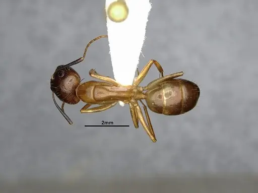 Camponotus pudorosus specimen CASENT4031440 image casent4031440_1