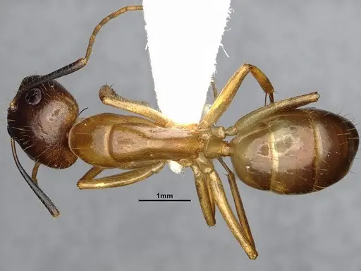 Camponotus pudorosus specimen CASENT4031440 image casent4031440_2
