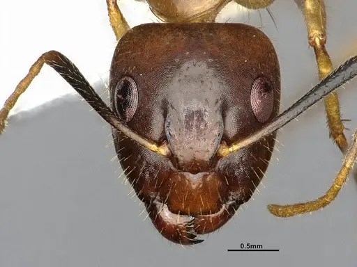 Camponotus pudorosus specimen CASENT4031440 image casent4031440_3
