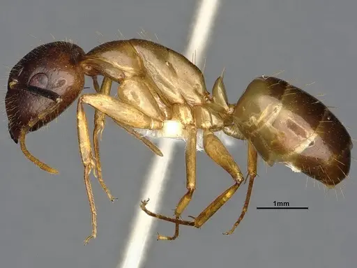 Camponotus pudorosus specimen CASENT4031440 image casent4031440_4
