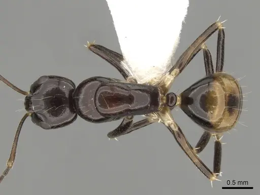 Camponotus pulchellus specimen CASENT0280235 image casent0280235_1