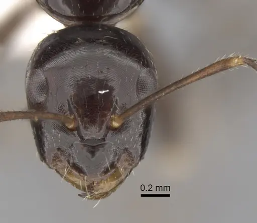 Camponotus pulchellus specimen CASENT0280235 image casent0280235_2