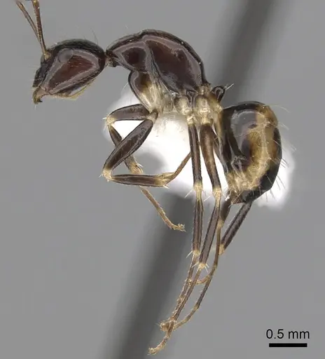 Camponotus pulchellus specimen CASENT0280235 image casent0280235_3