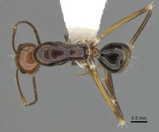 Camponotus pulchellus specimen CASENT0280236 image casent0280236_1