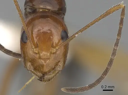 Camponotus pulchellus specimen CASENT0280236 image casent0280236_2