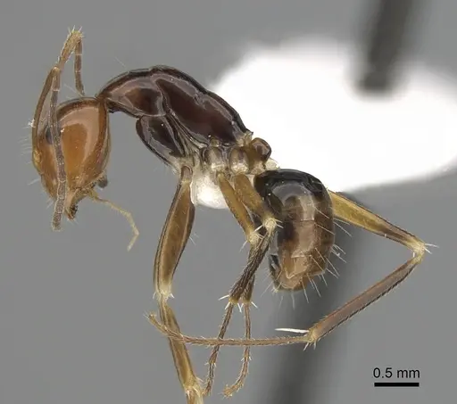 Camponotus pulchellus specimen CASENT0280236 image casent0280236_3