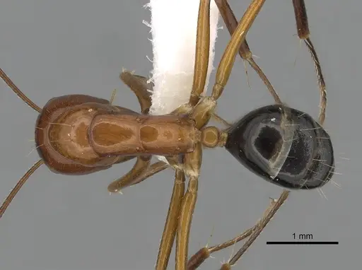 Camponotus pulchellus specimen CASENT0280237 image casent0280237_1
