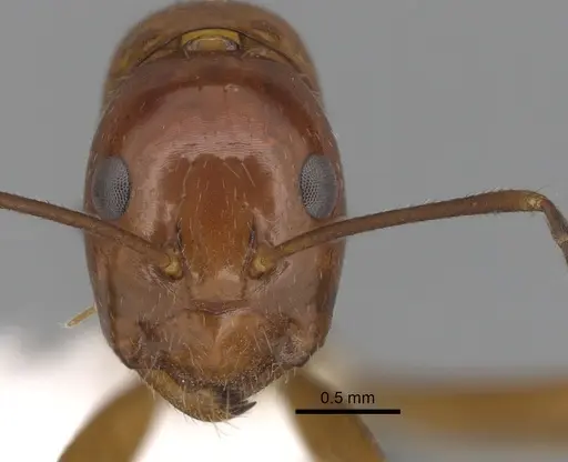 Camponotus pulchellus specimen CASENT0280237 image casent0280237_2
