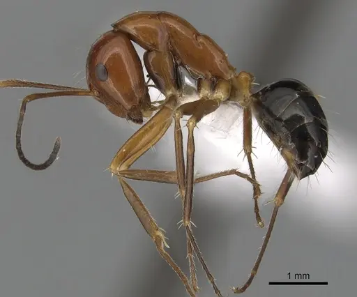 Camponotus pulchellus specimen CASENT0280237 image casent0280237_3