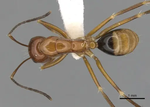 Camponotus pulchellus specimen CASENT0280238 image casent0280238_1