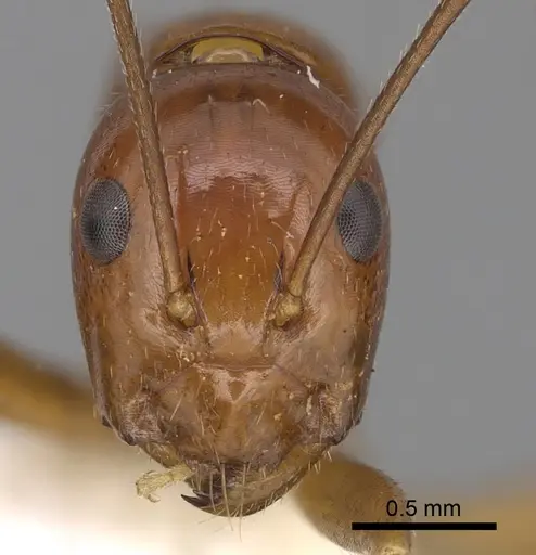 Camponotus pulchellus specimen CASENT0280238 image casent0280238_2