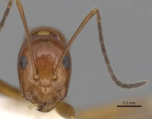 Camponotus pulchellus specimen CASENT0280238 image casent0280238_3