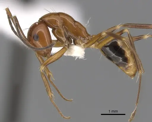 Camponotus pulchellus specimen CASENT0280238 image casent0280238_4