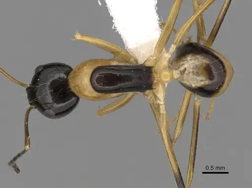 Camponotus pulchellus specimen CASENT0280239 image casent0280239_1