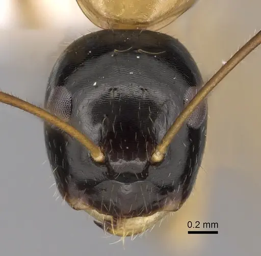 Camponotus pulchellus specimen CASENT0280239 image casent0280239_2