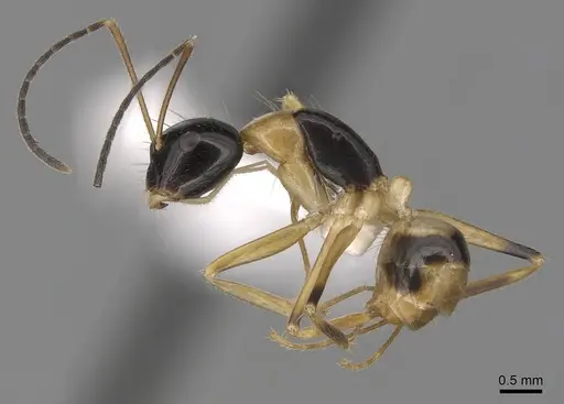 Camponotus pulchellus specimen CASENT0280239 image casent0280239_3