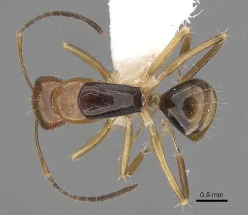 Camponotus pulchellus specimen CASENT0280240 image casent0280240_1