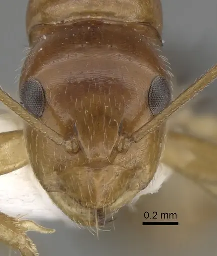 Camponotus pulchellus specimen CASENT0280240 image casent0280240_2