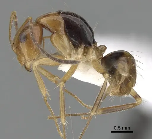 Camponotus pulchellus specimen CASENT0280240 image casent0280240_3