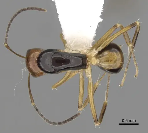 Camponotus pulchellus specimen CASENT0280241 image casent0280241_1